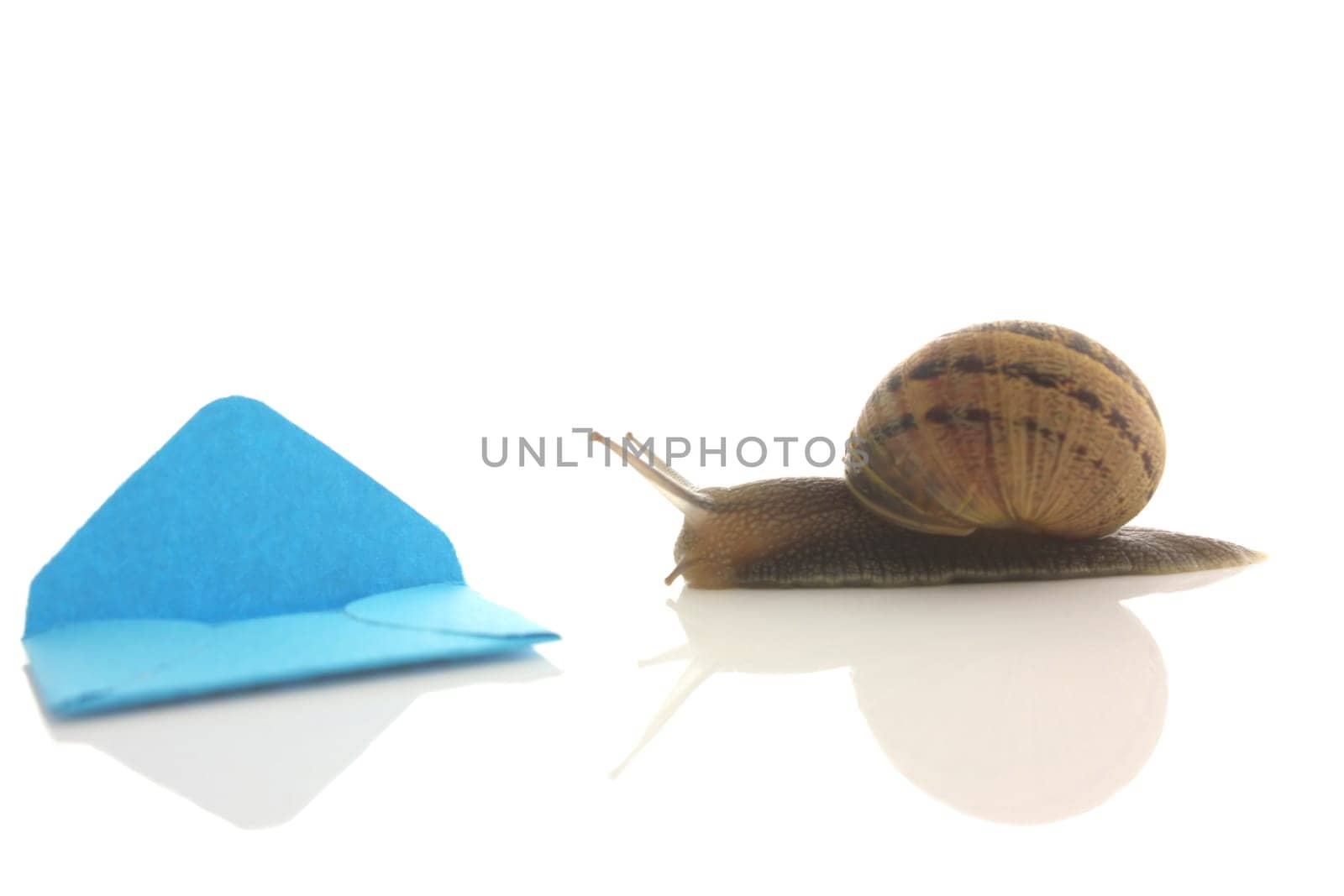 Snail with mini envelope on white background