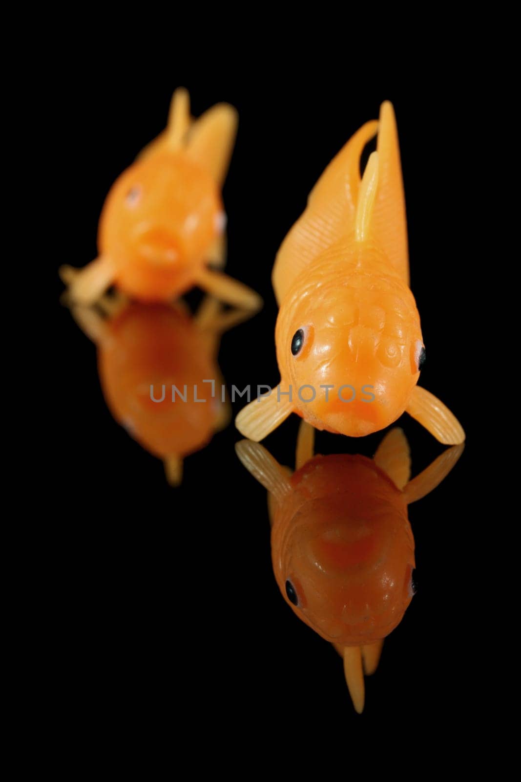 Two goldfish front facing on black reflective background