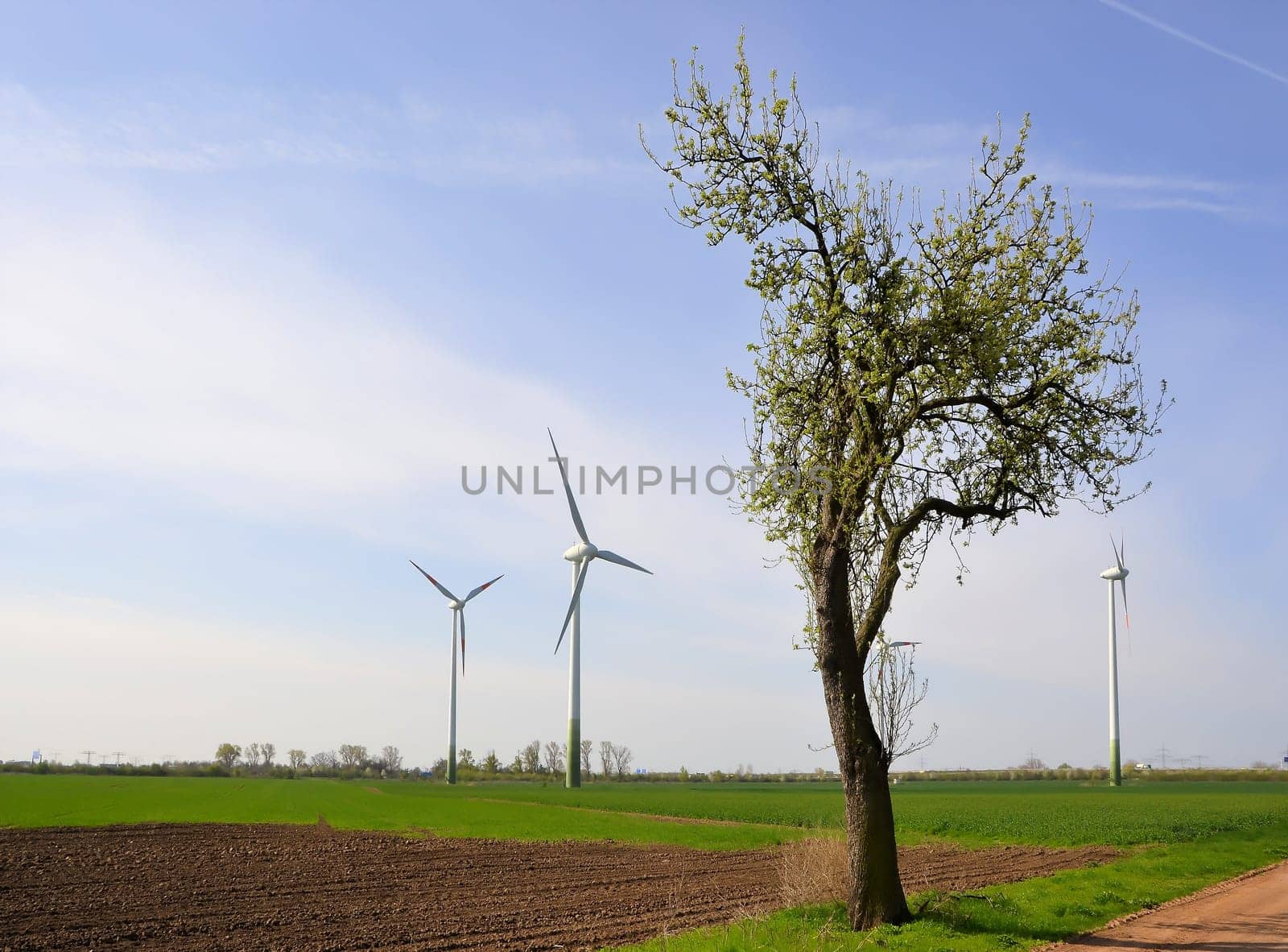 Wind turbines and a tree in a field