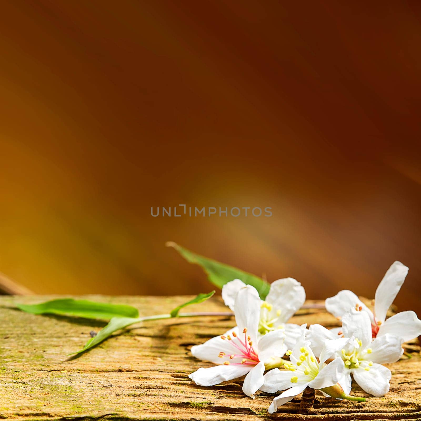 Fallen tung flowers for adv or others purpose use