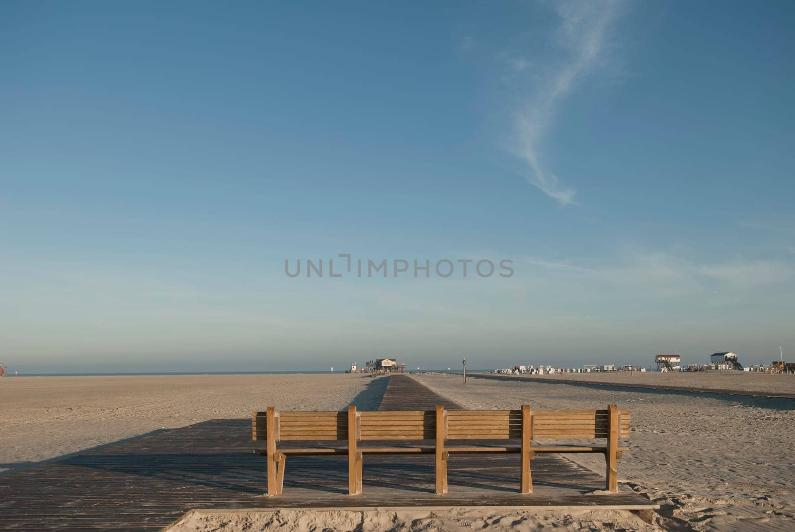 beach palm tree