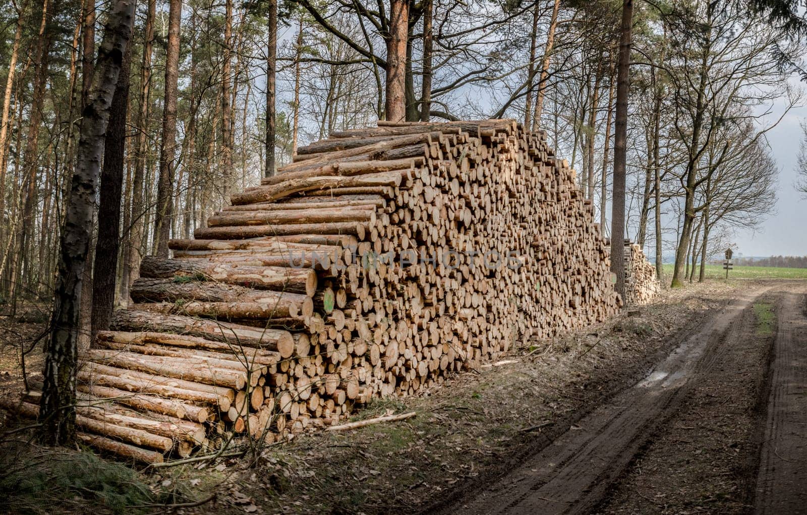 Wood ready for collection