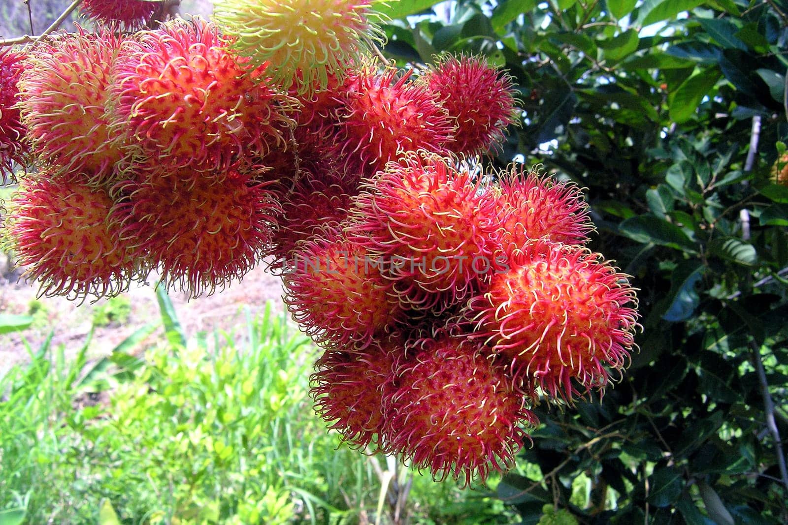 Rambutan