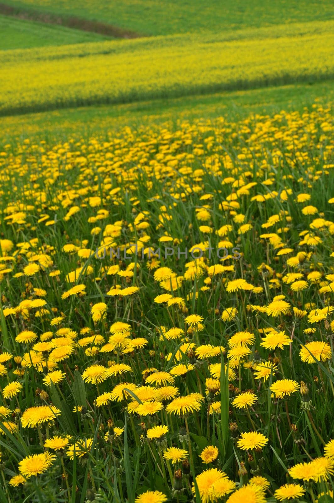 Dandelion meadow
