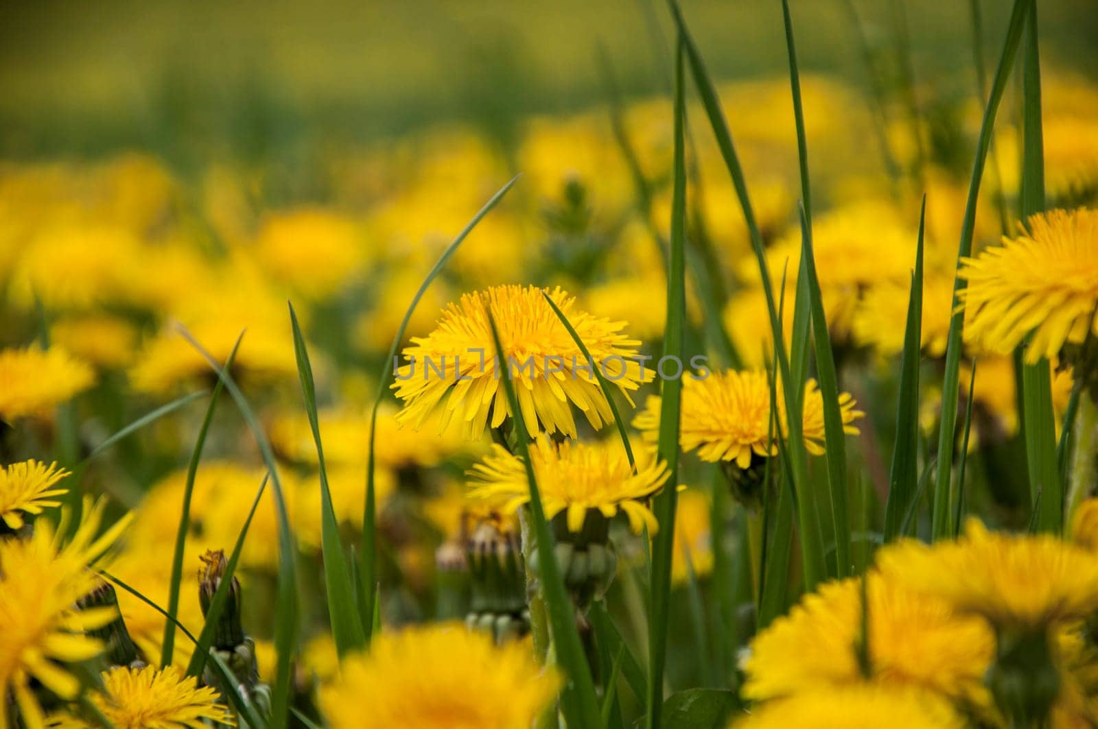 Dandelion meadow