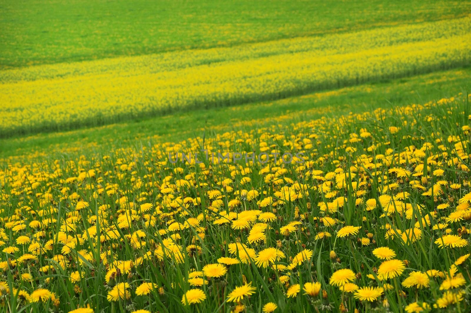Dandelion meadow