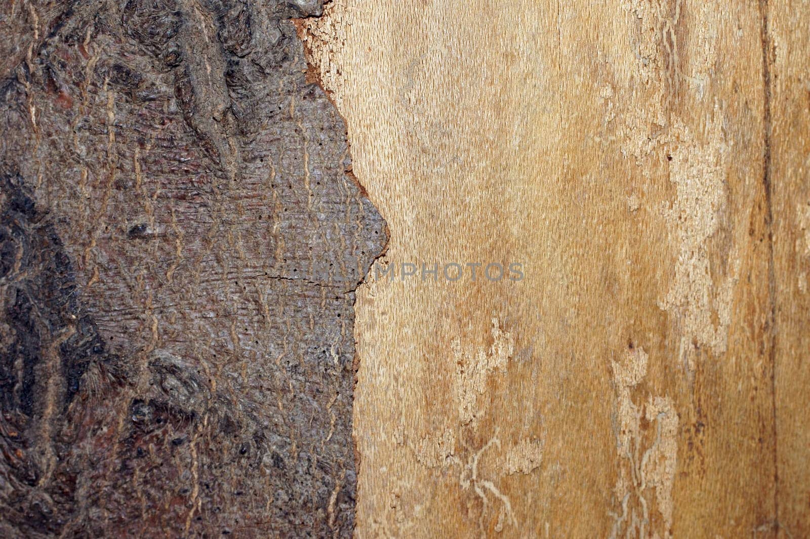 The close-up of a piece of wood with bark.