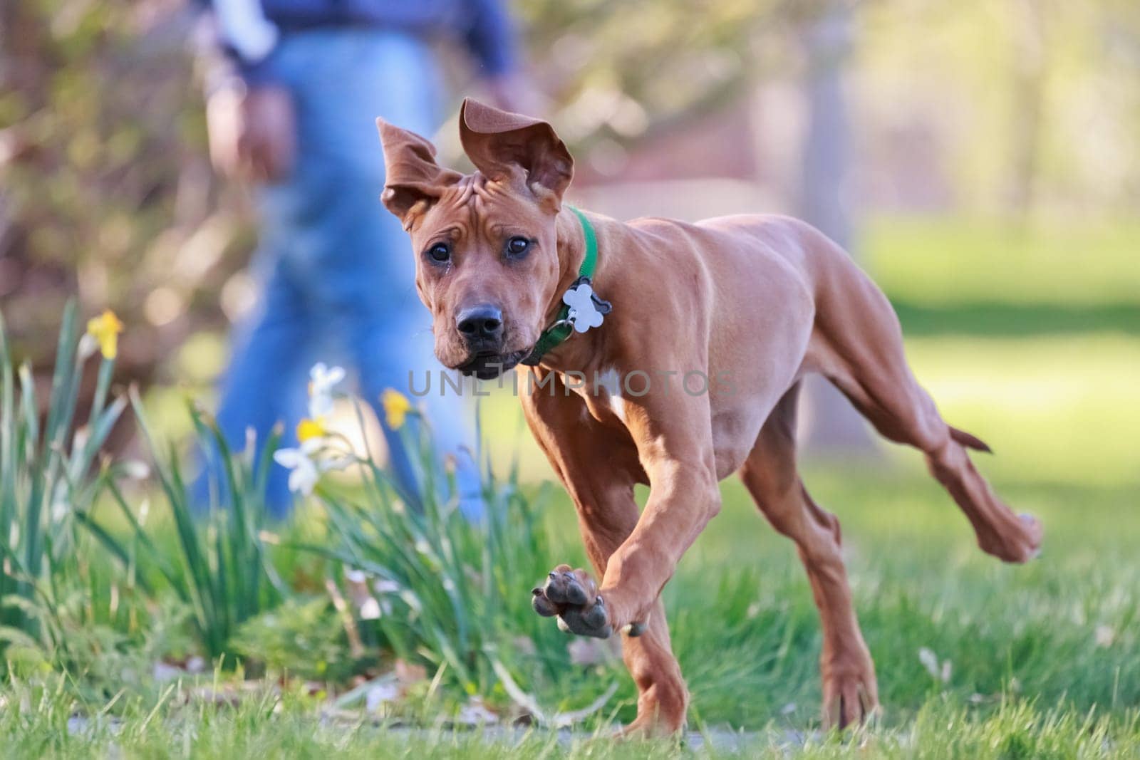 rhodesian ridgeback running in park