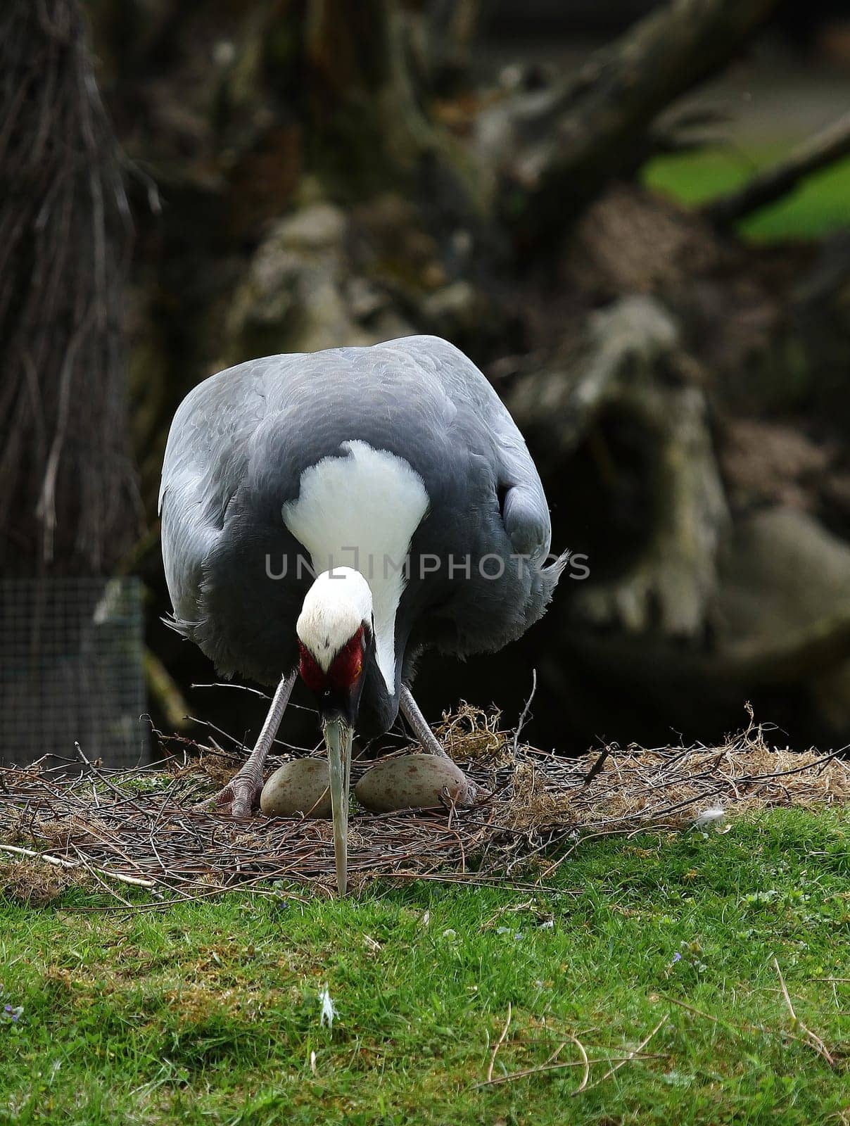 Breeding Common Crane