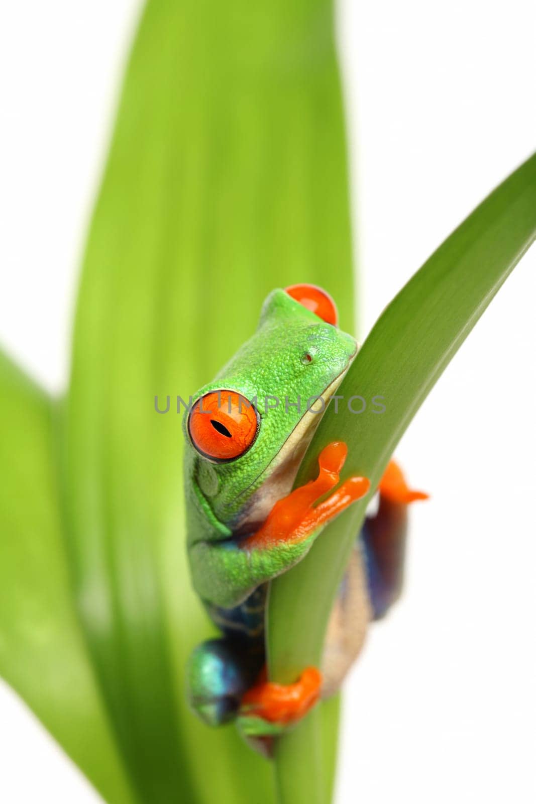 frog on a leaf isolated on white - Agalychnis callidryas