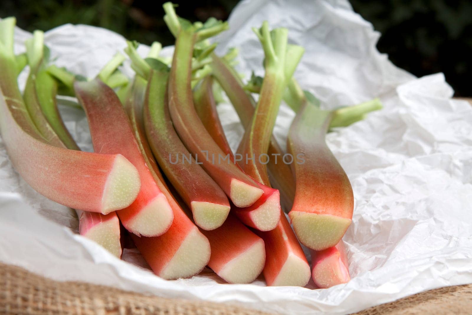 Rhubarb