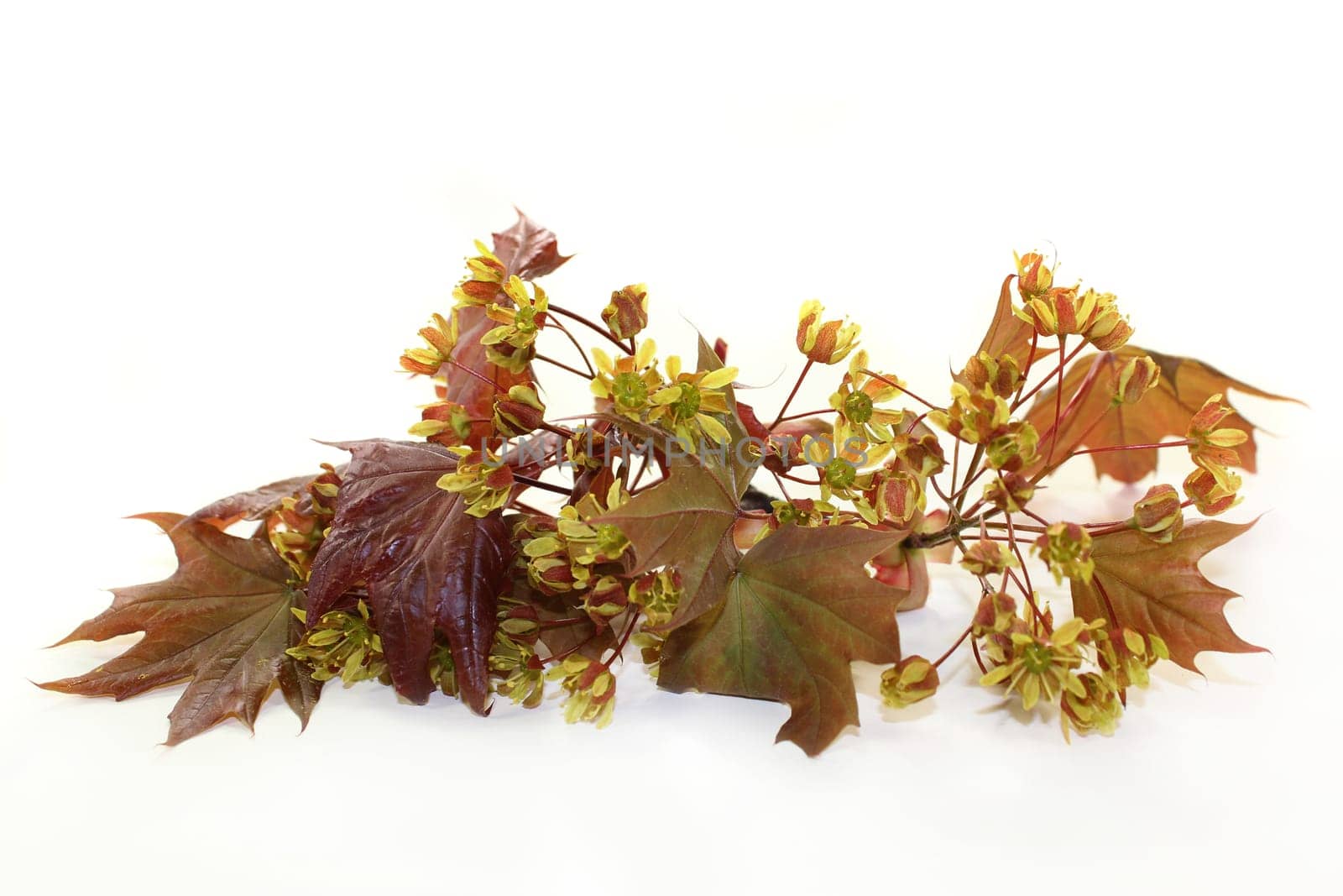 a branch with maple leaves and flowers