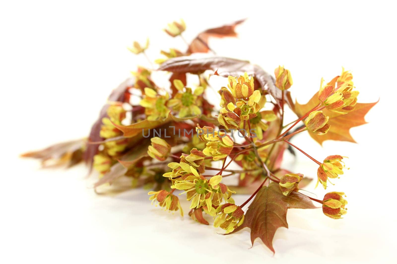 a branch with maple leaves and flowers