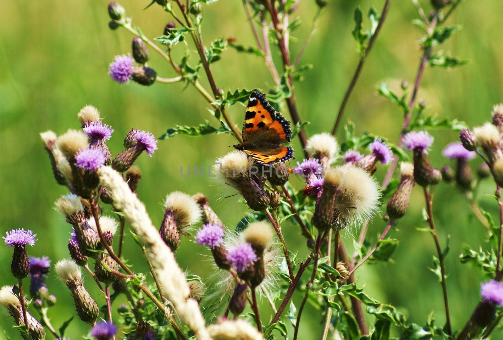 Beautiful butterfly on a thistle