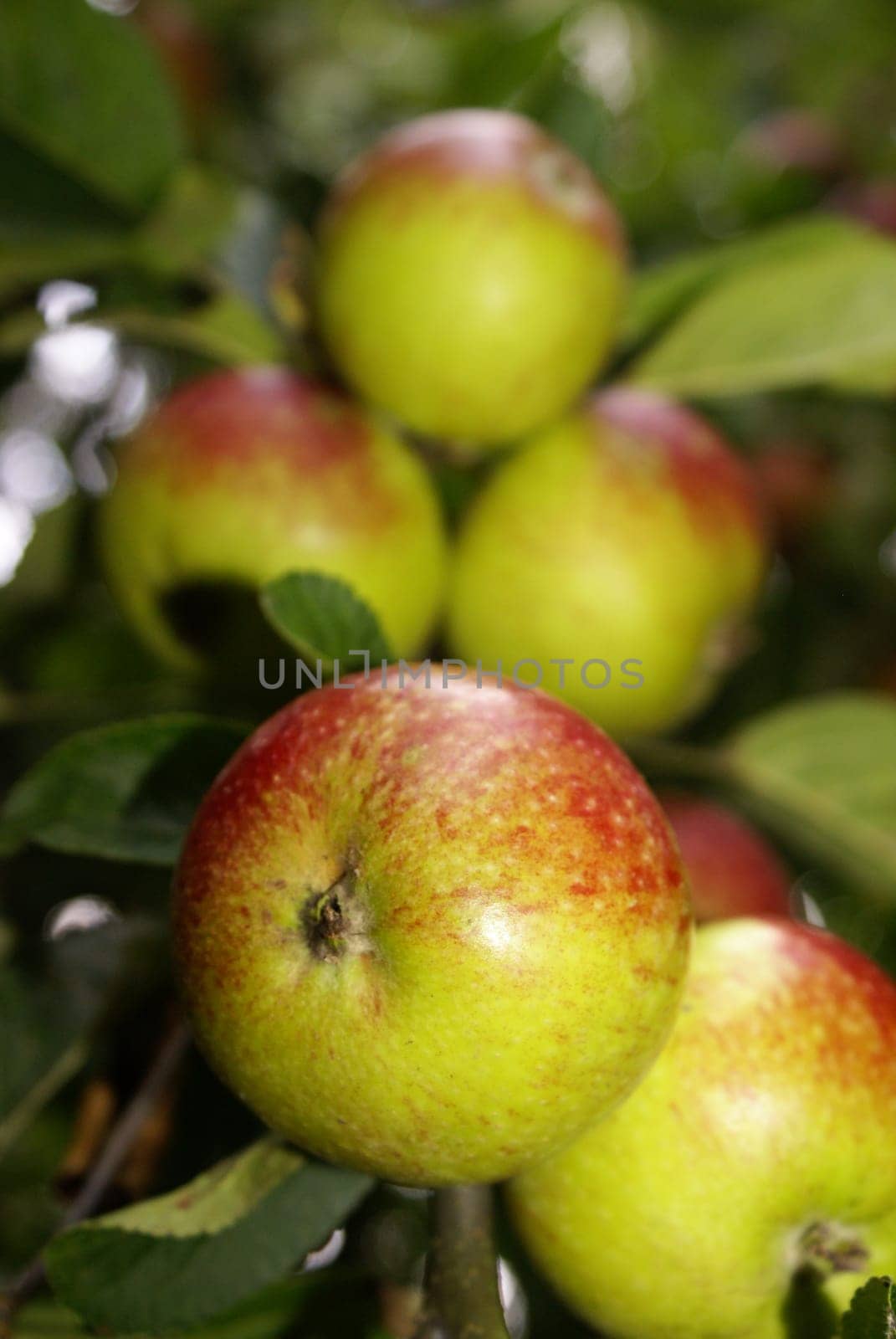 Organic apples on a branch