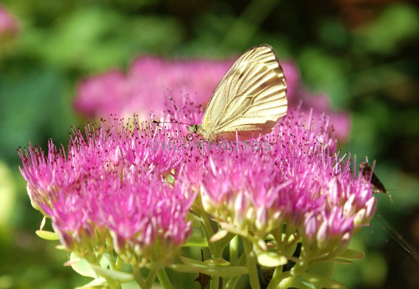 White butterfly on a flower