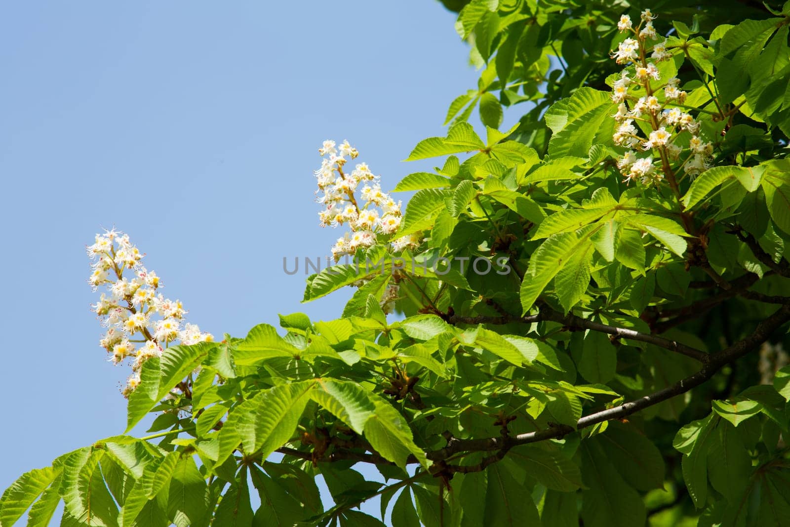 Chestnut tree with blossom,nature in spring