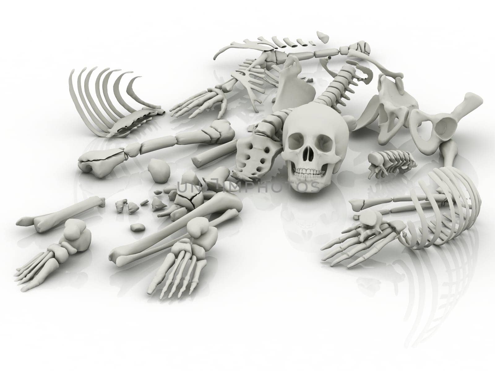 Skeleton parts on the floor