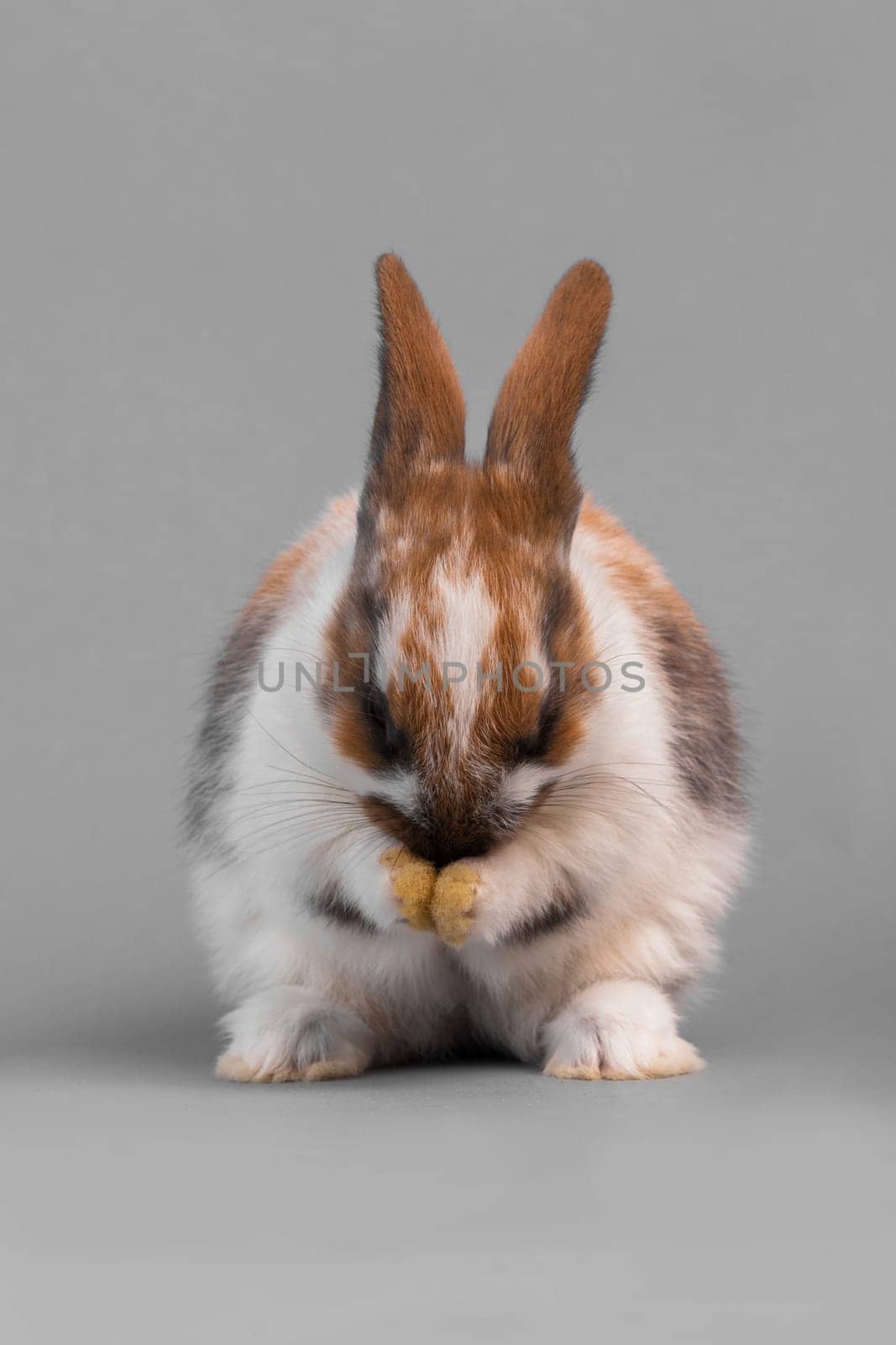 Rabbit