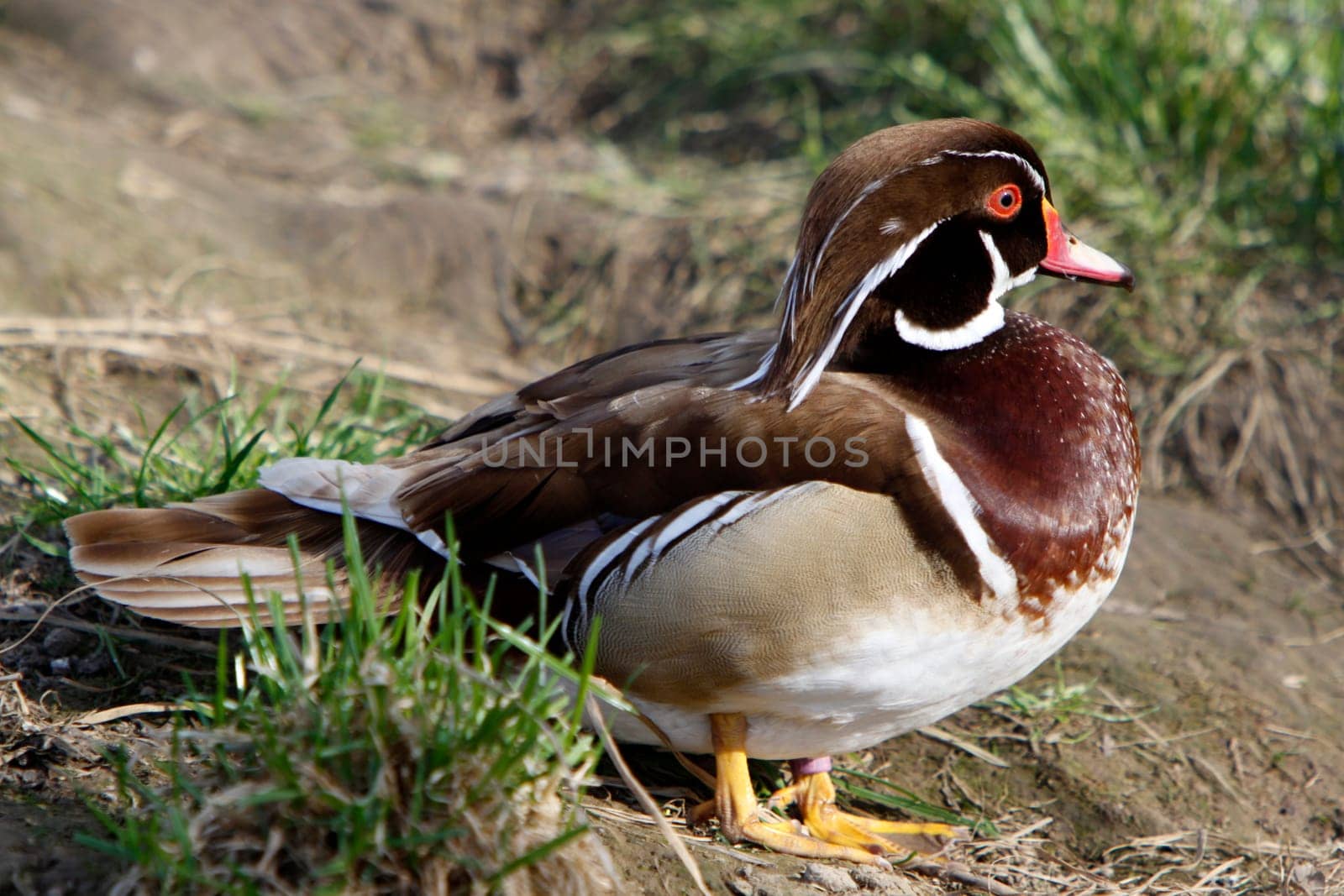Bridal duck (drake in magnificent plumage)