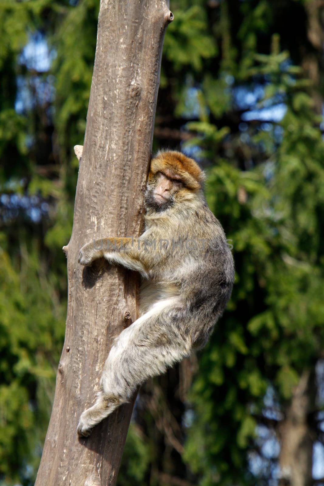 Barbary macaque climbing a tree