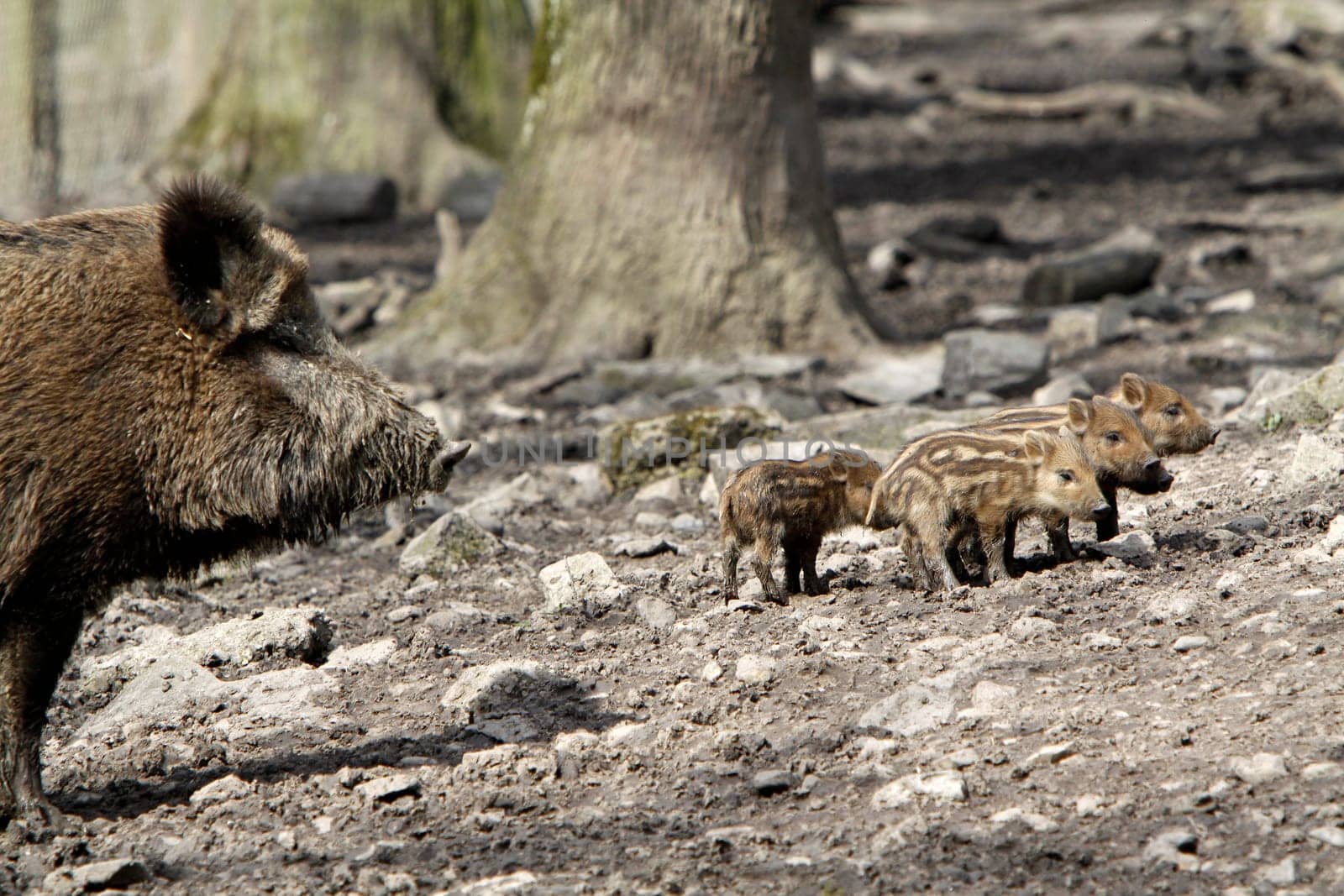 Wild boar family