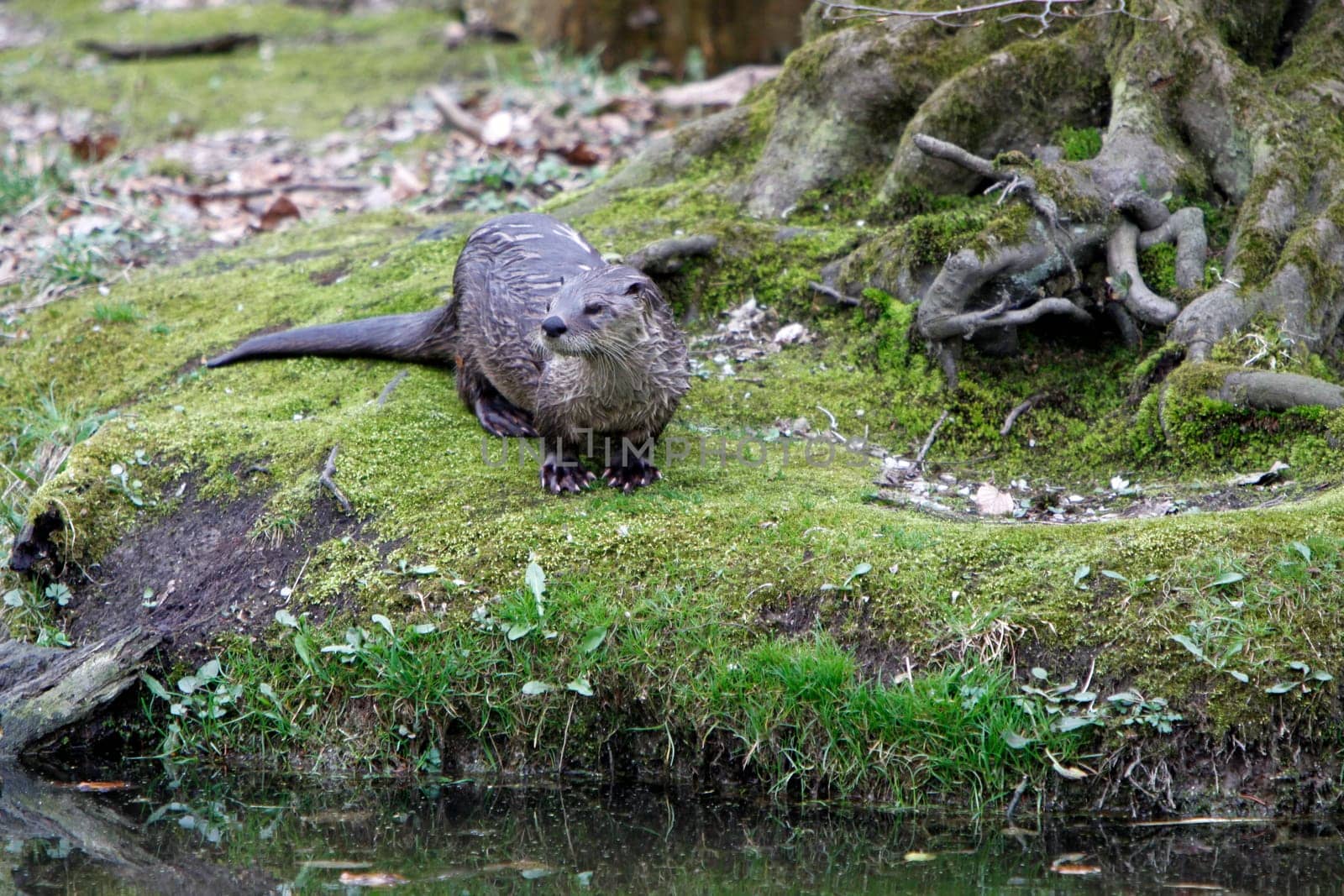 Eurasian river otter