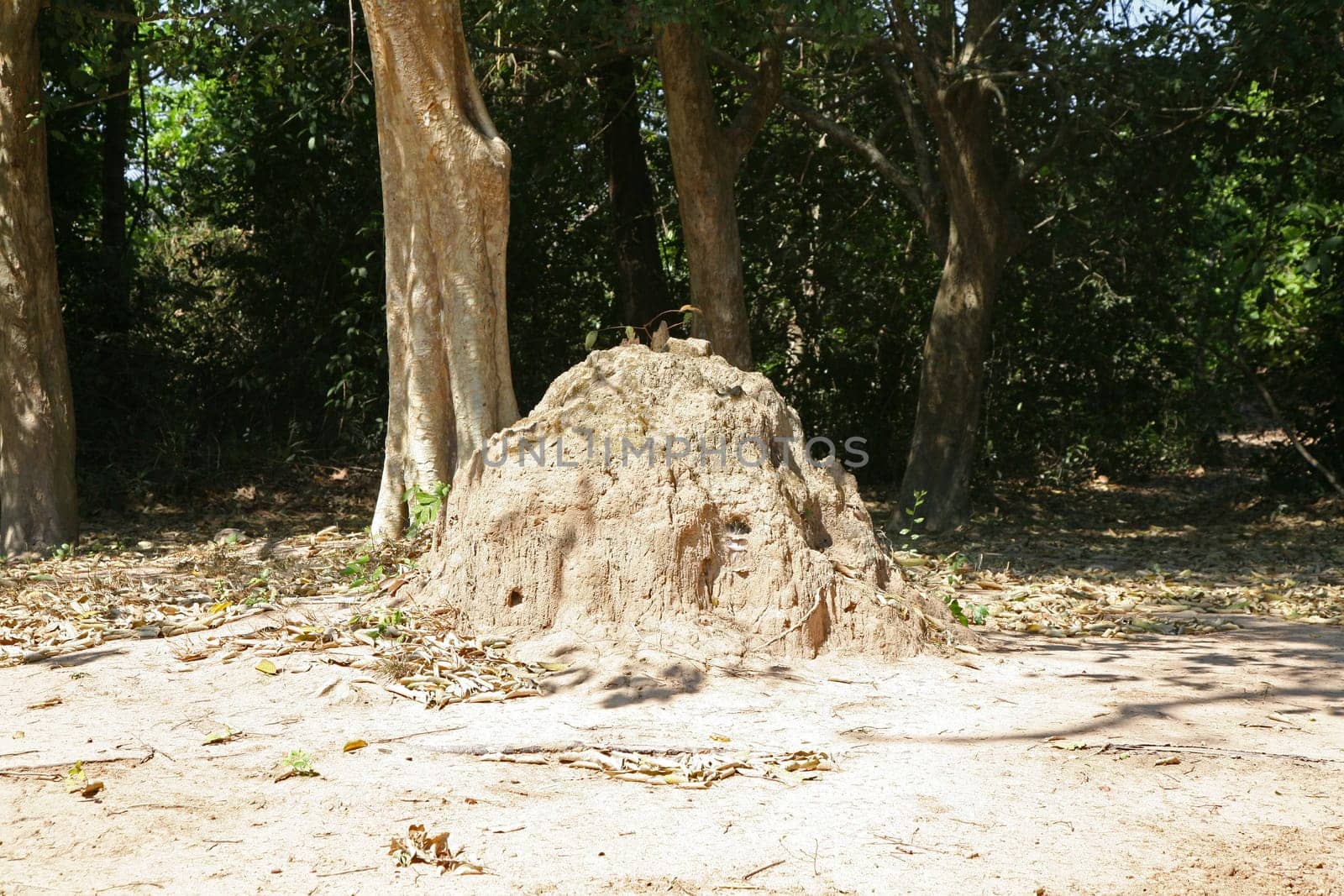 Termite mound