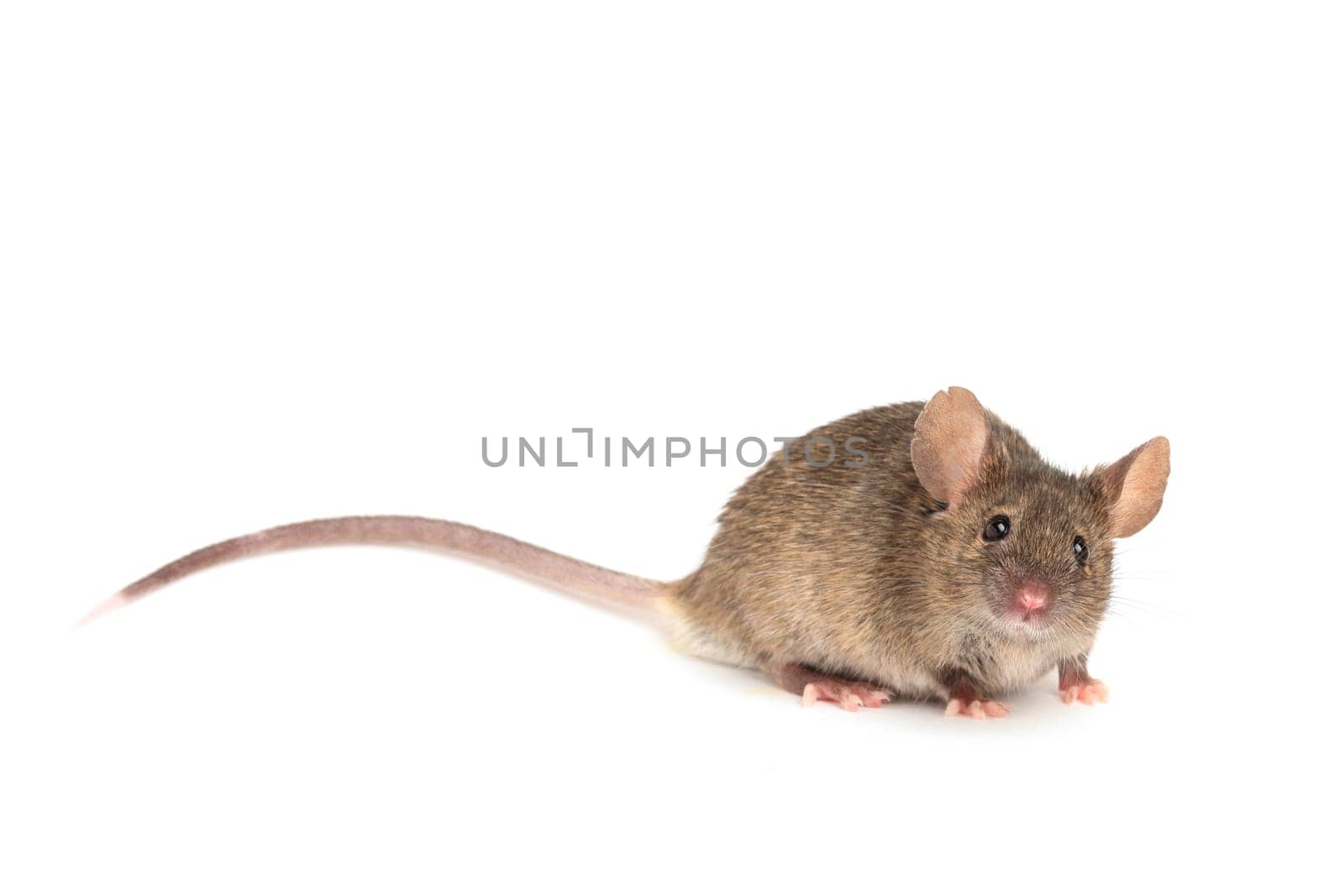 Mouse on white, cute mouse looking into camera