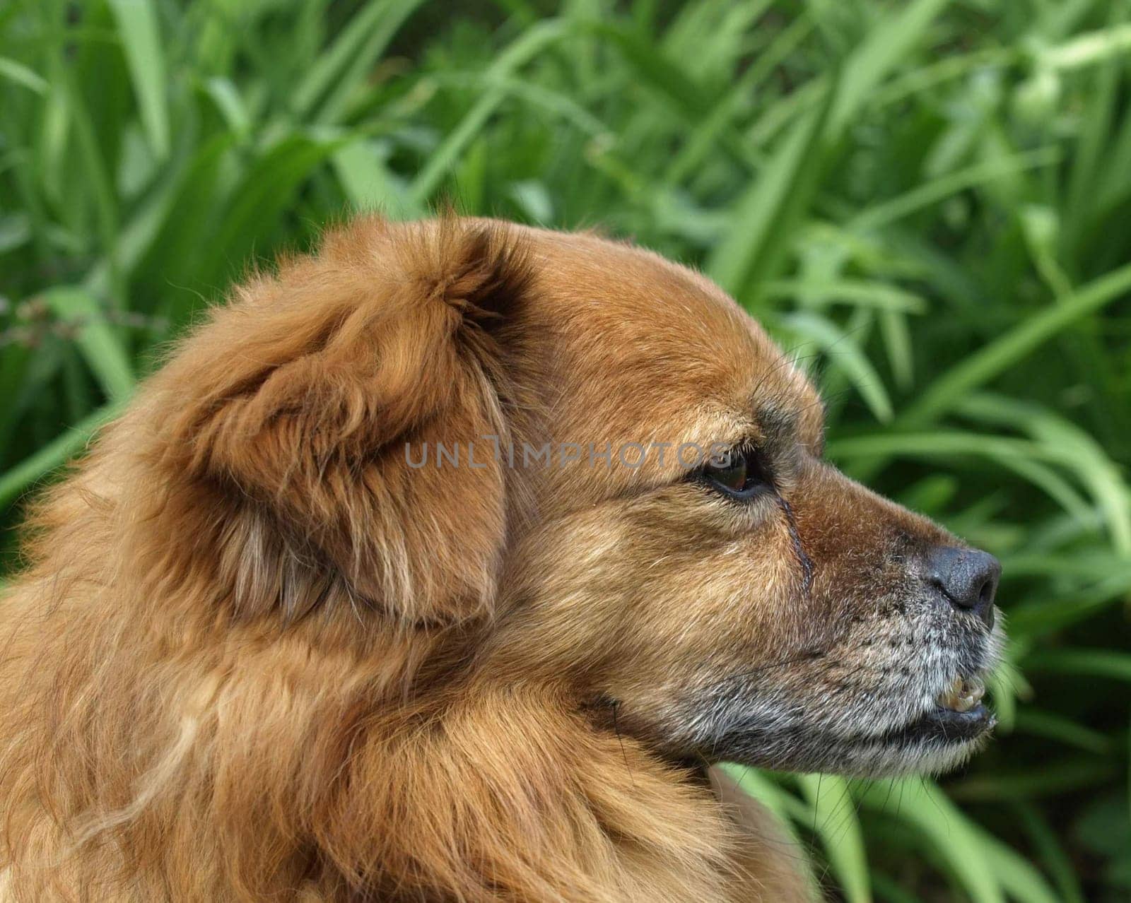 Dog Portrait - Foxy