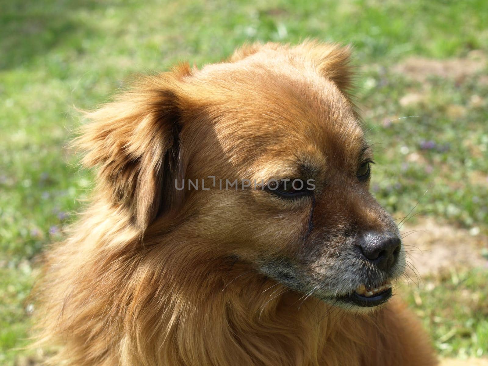 Dog Portrait - Foxy