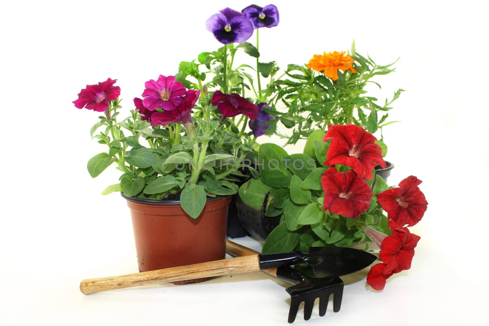 Colorful balcony plants against white background