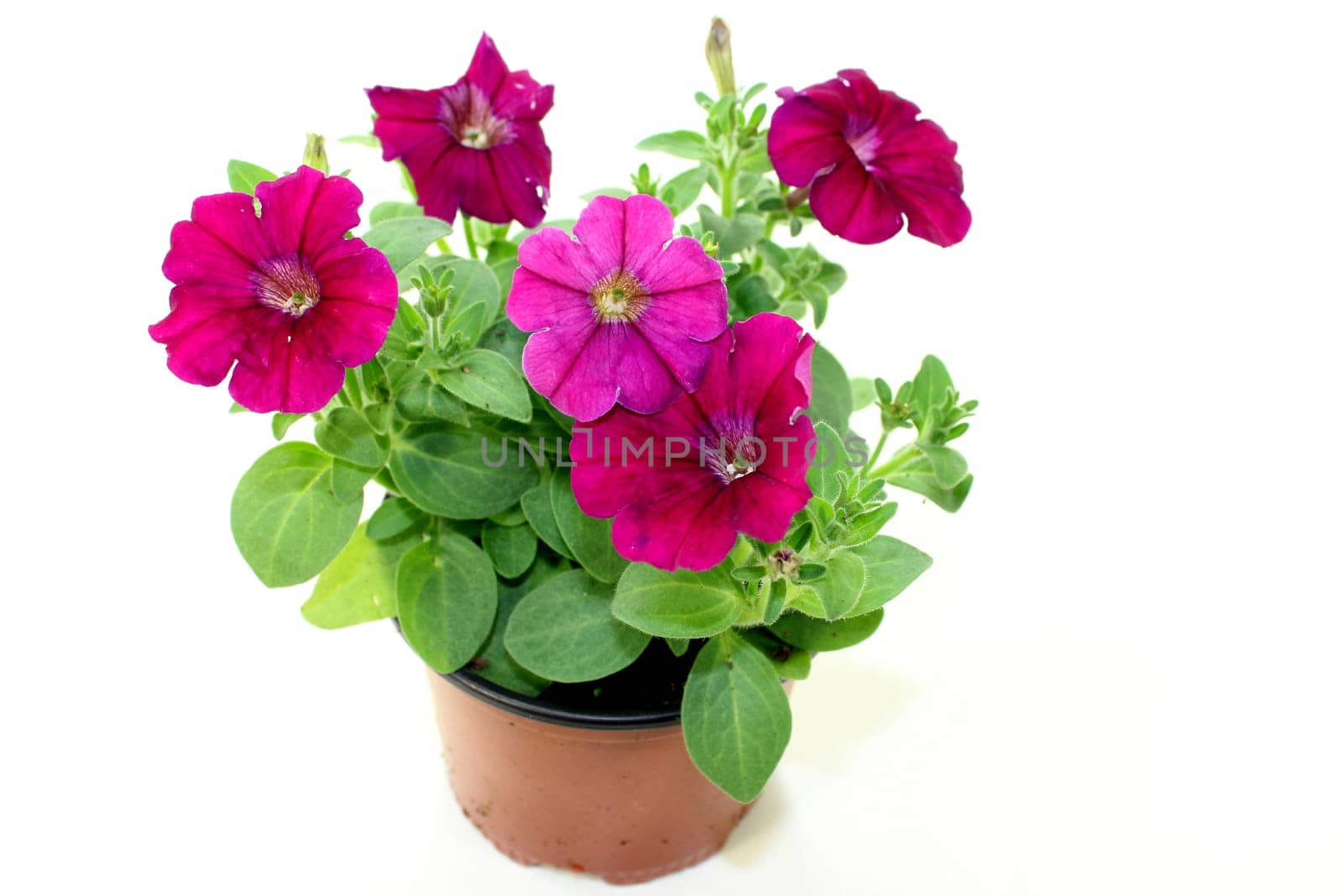 Pink balcony plant against white background