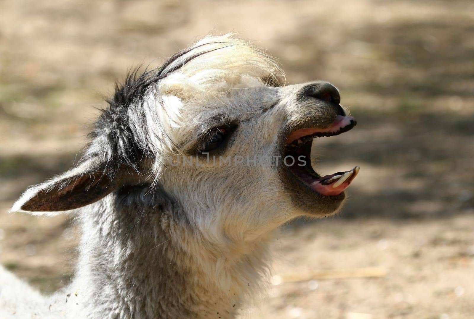 Alpaca