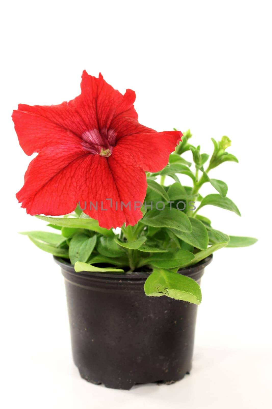 Red balcony plant against white background