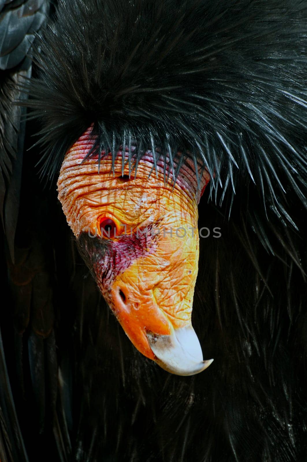 Condor Portrait