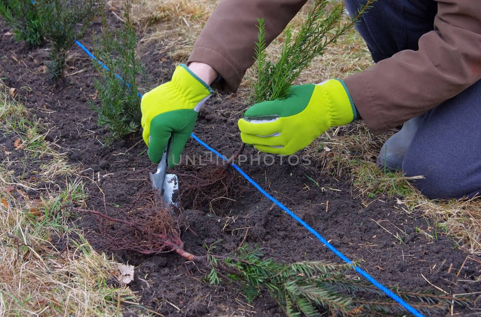 Hedge plant yew - planting a taxus hedge 03