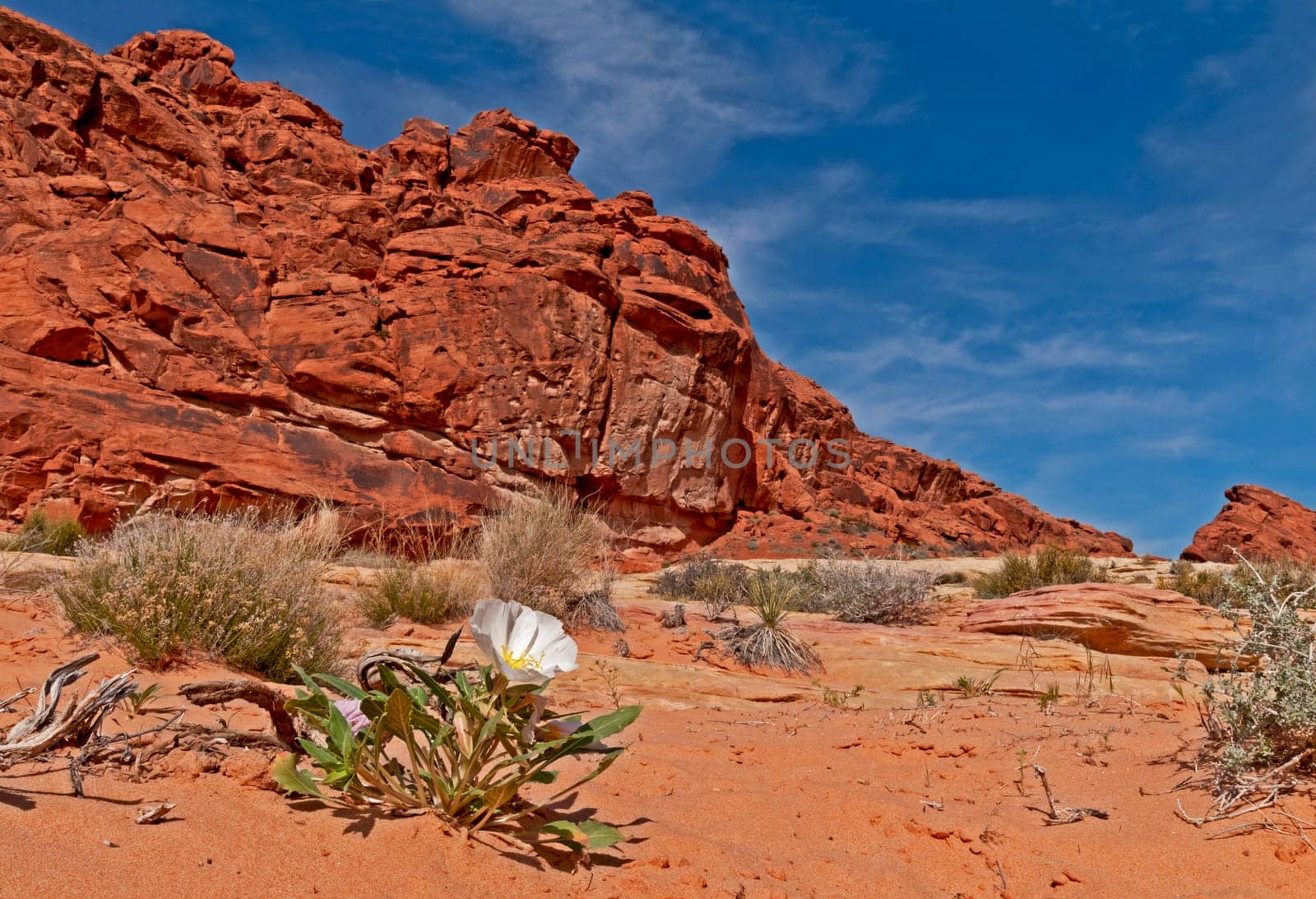 Desert Primerose