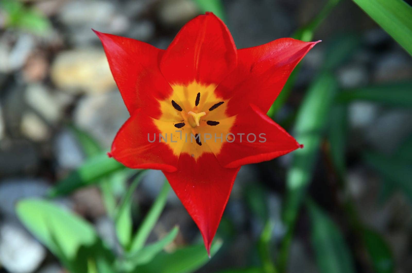 Red Tulip