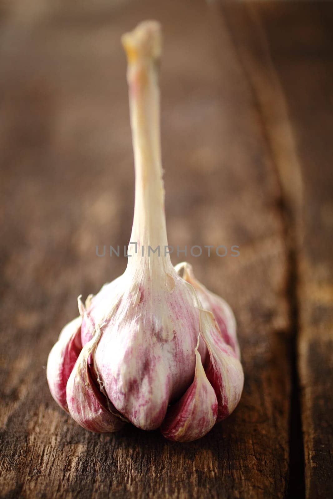 Fresh cloves of aromatic garlic on an intact bulb still with an attached stalk for hanging it during storage standing on a grungy wooden surface