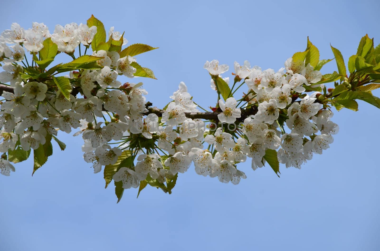 Rich flower tendril