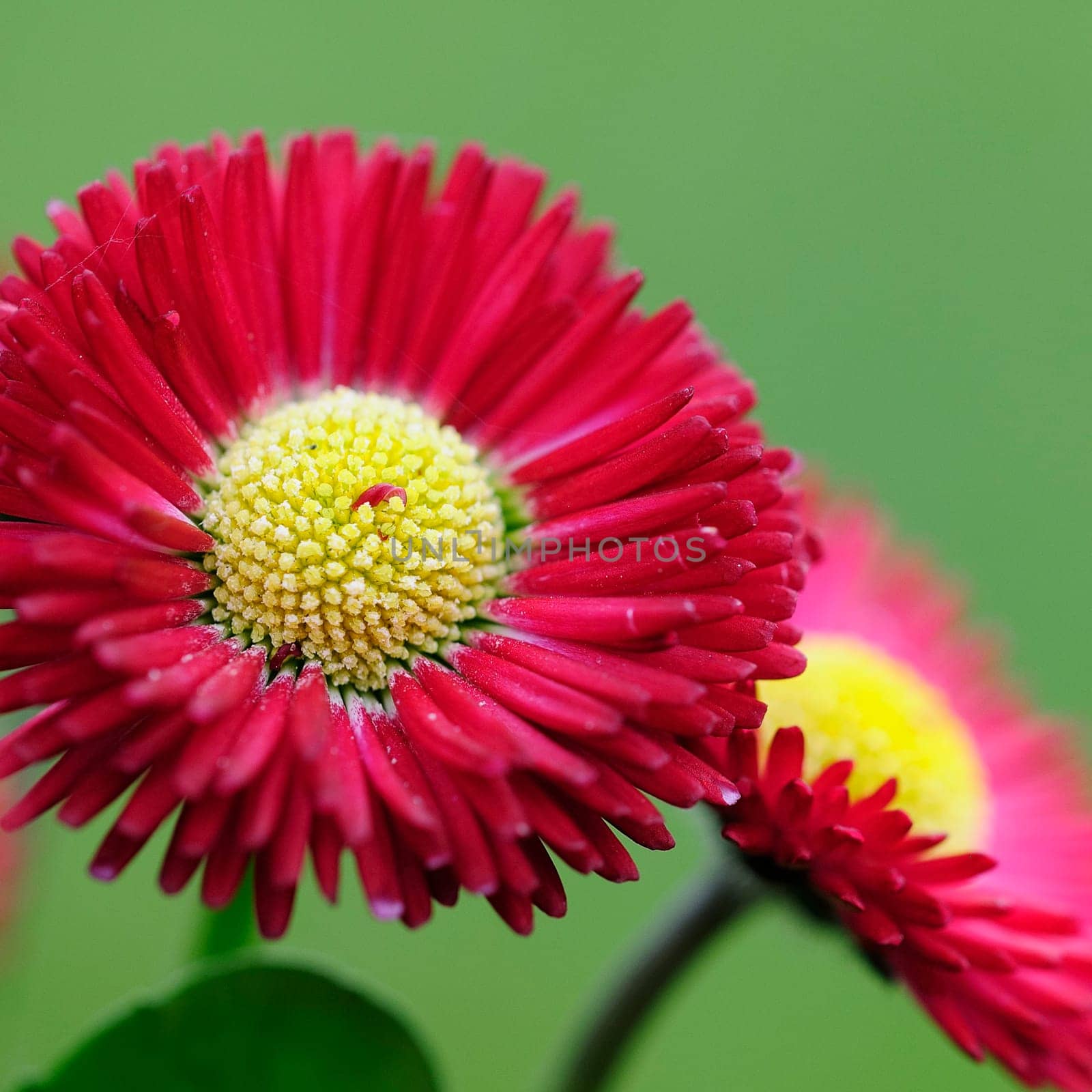 Daisy hybrids