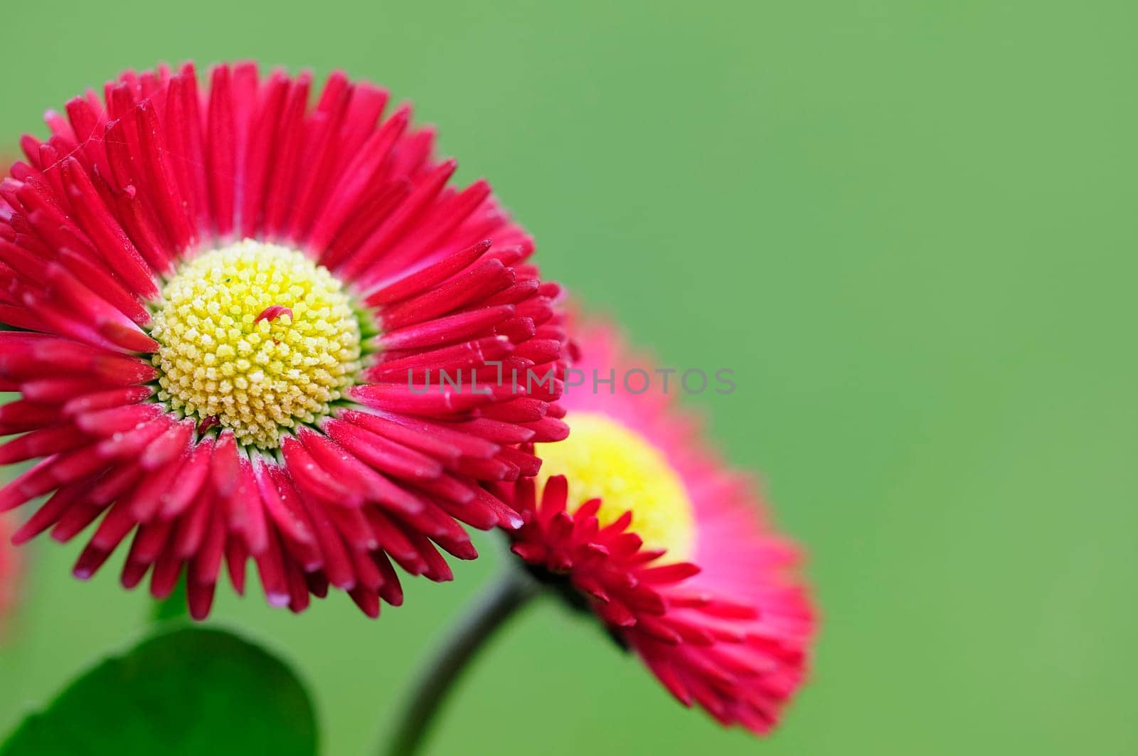 Daisy hybrids
