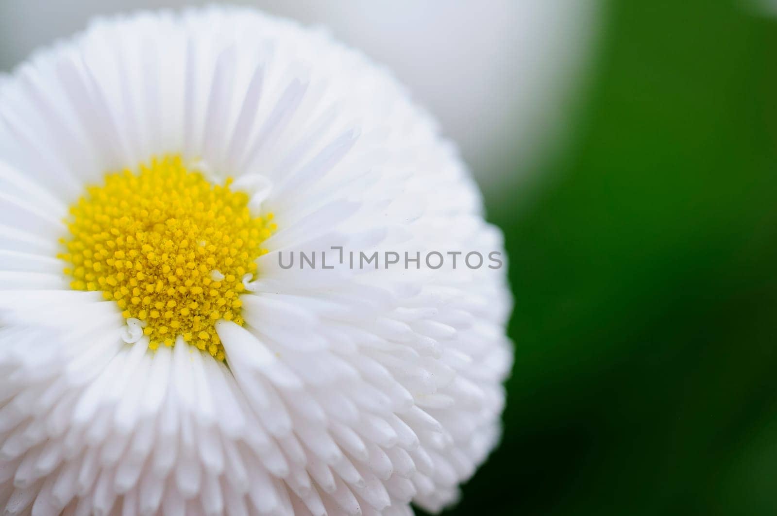 Daisy hybrids