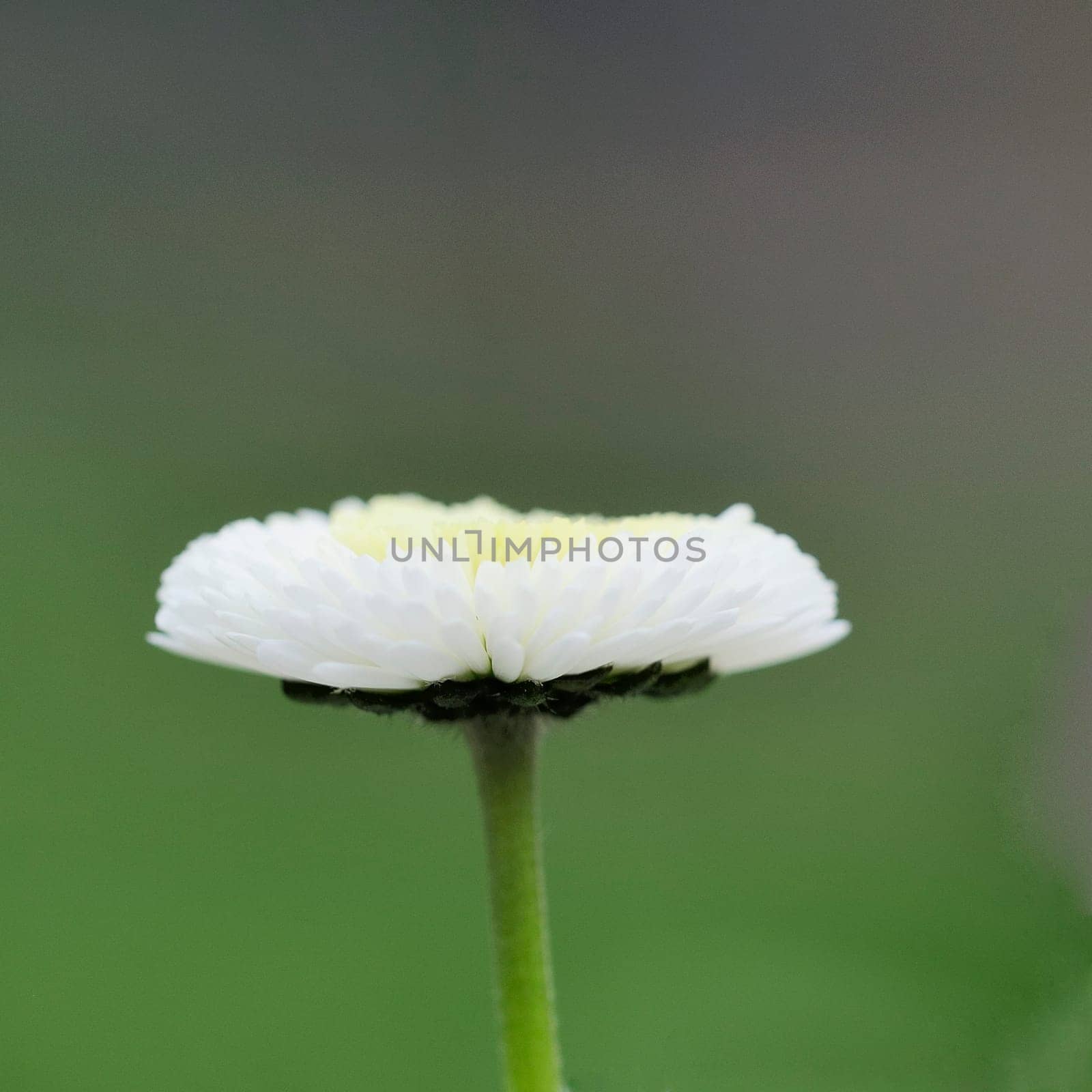 Daisy hybrids