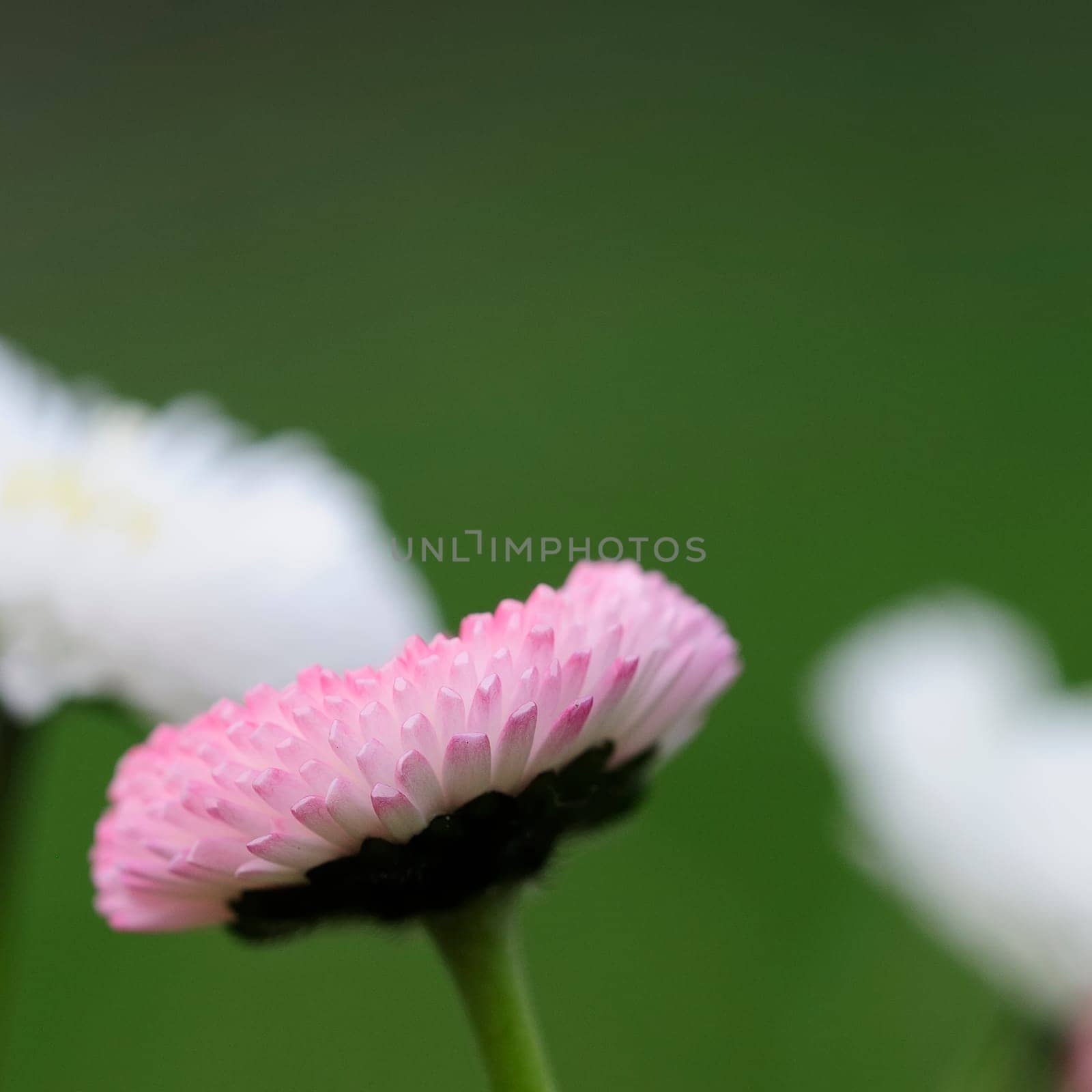 Daisy hybrids