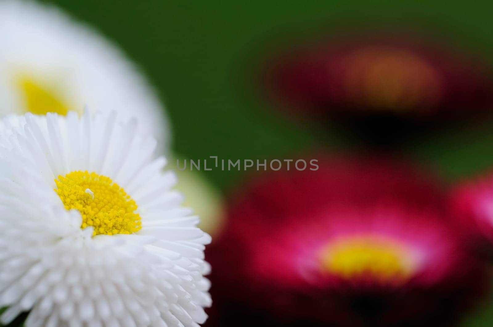 Daisy hybrids