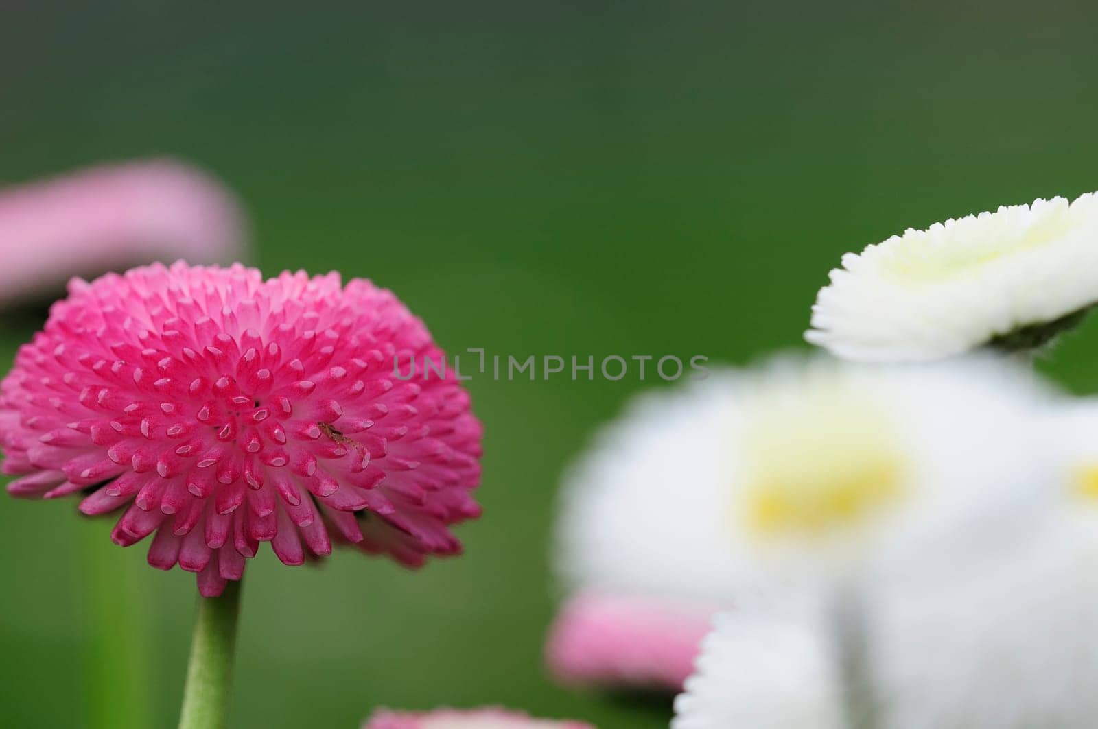 Daisy hybrids