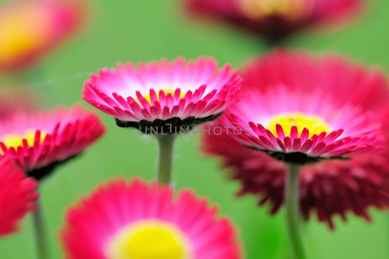 Daisy hybrids