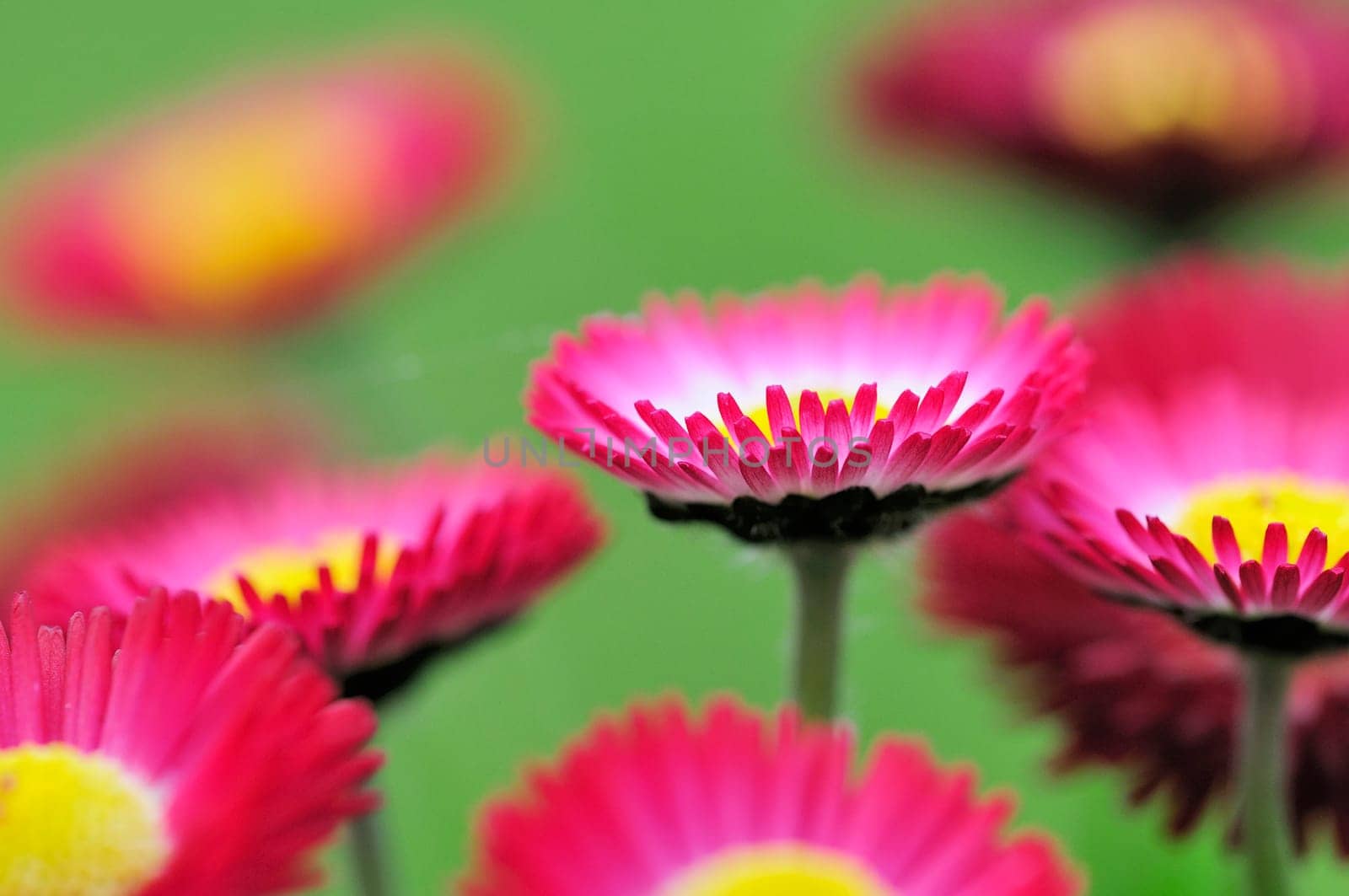 Daisy hybrids